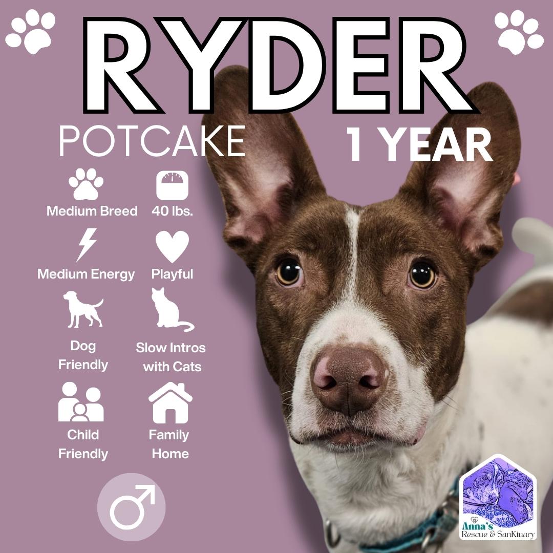 Ryder, Adopted, Young Male Mixed Breed.