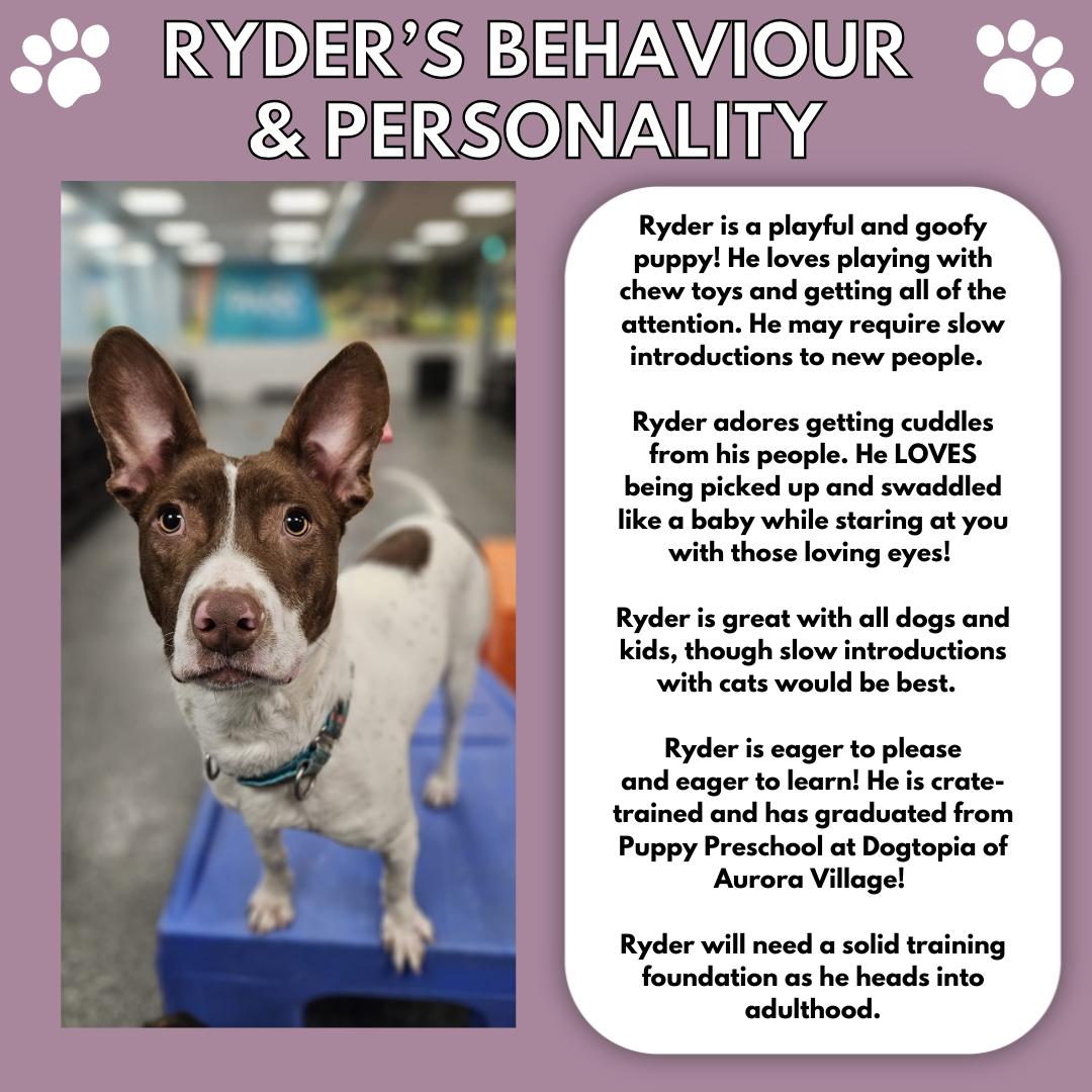 Enlarge Ryder, a Adopted Mixed Breed in Aurora, ON image 4/6