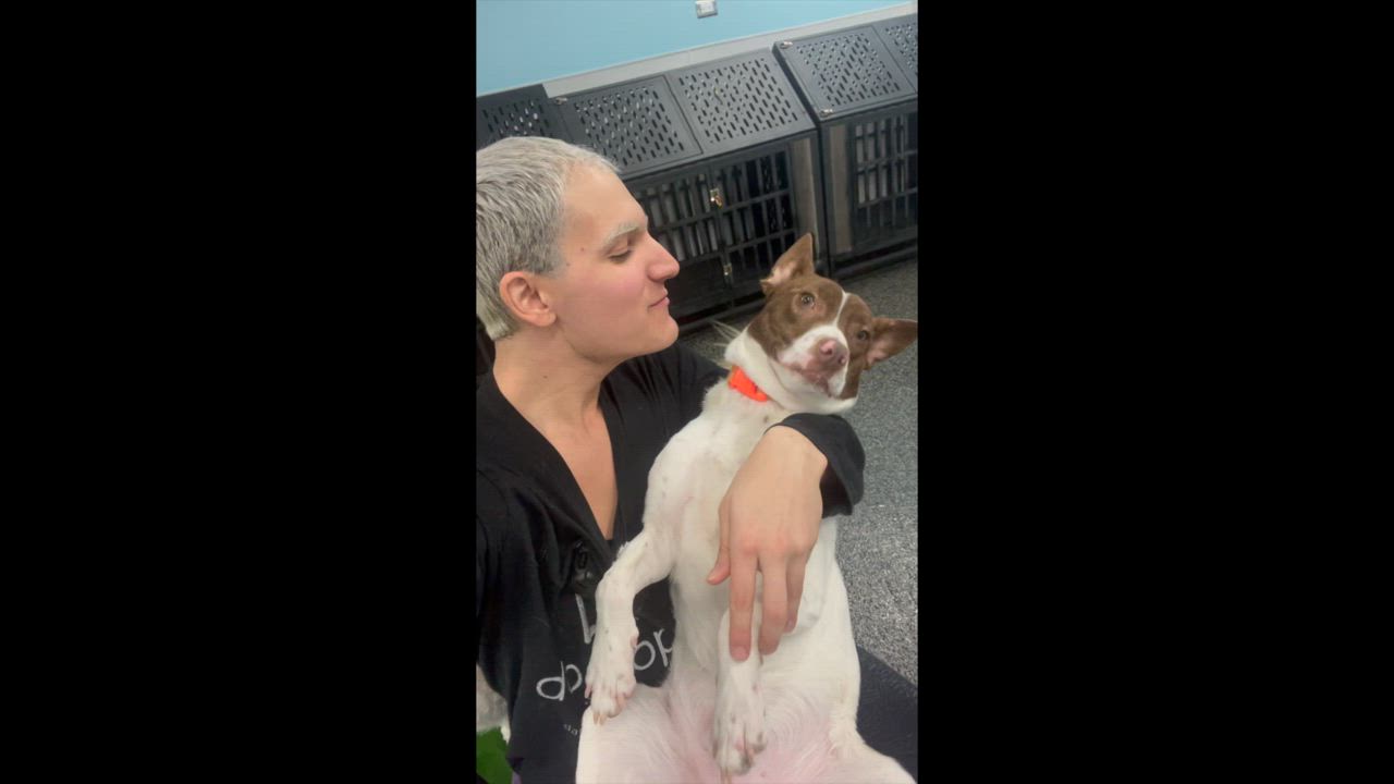 Enlarge Ryder, a Adopted Mixed Breed in Aurora, ON video 2/6