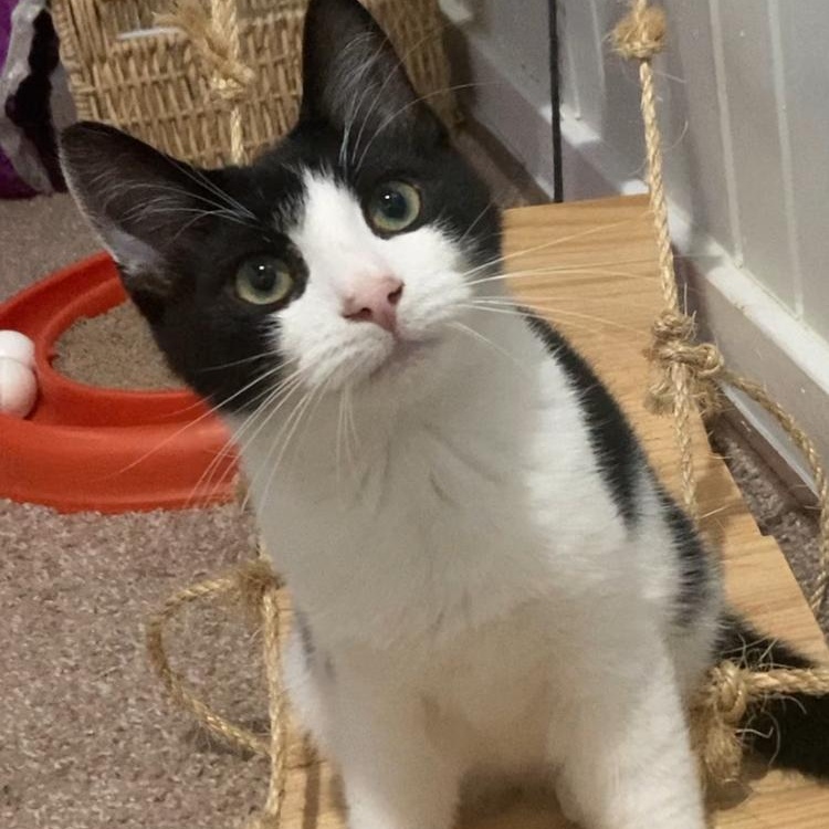 Tator Tot, Adoptable, Kitten Male Domestic Short Hair.