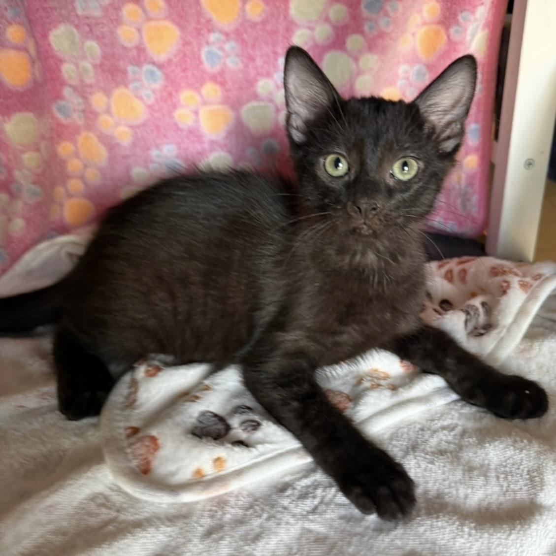 Lynyrd Skynyrd, Adoptable, Kitten Male Domestic Short Hair.