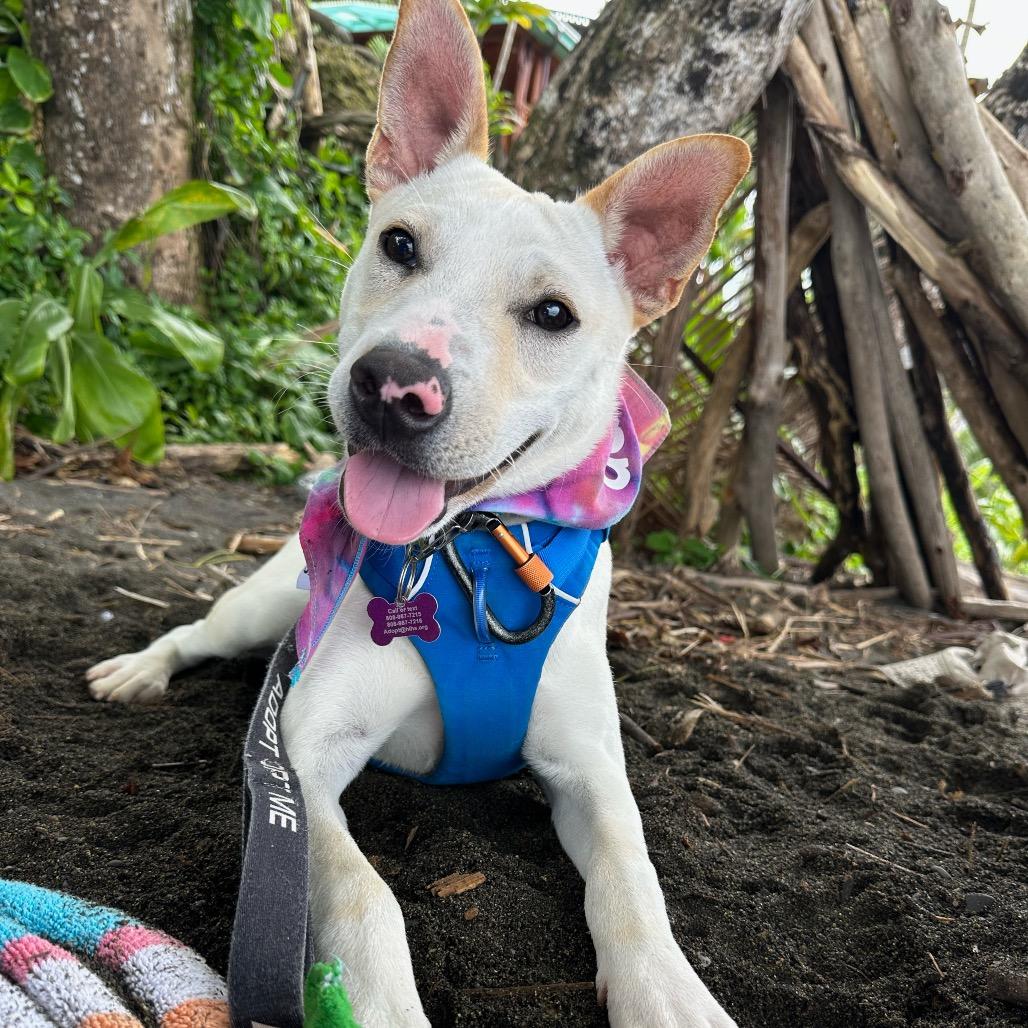 Enlarge Yoshi, a Adoptable Mixed Breed in Kailua Kona, HI image 1/6