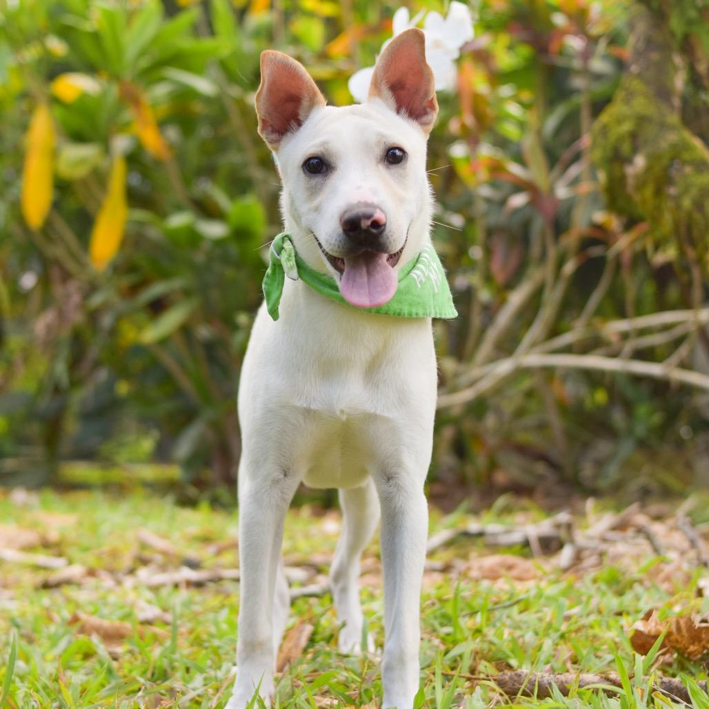 Enlarge Yoshi, a Adoptable Mixed Breed in Kailua Kona, HI image 2/6