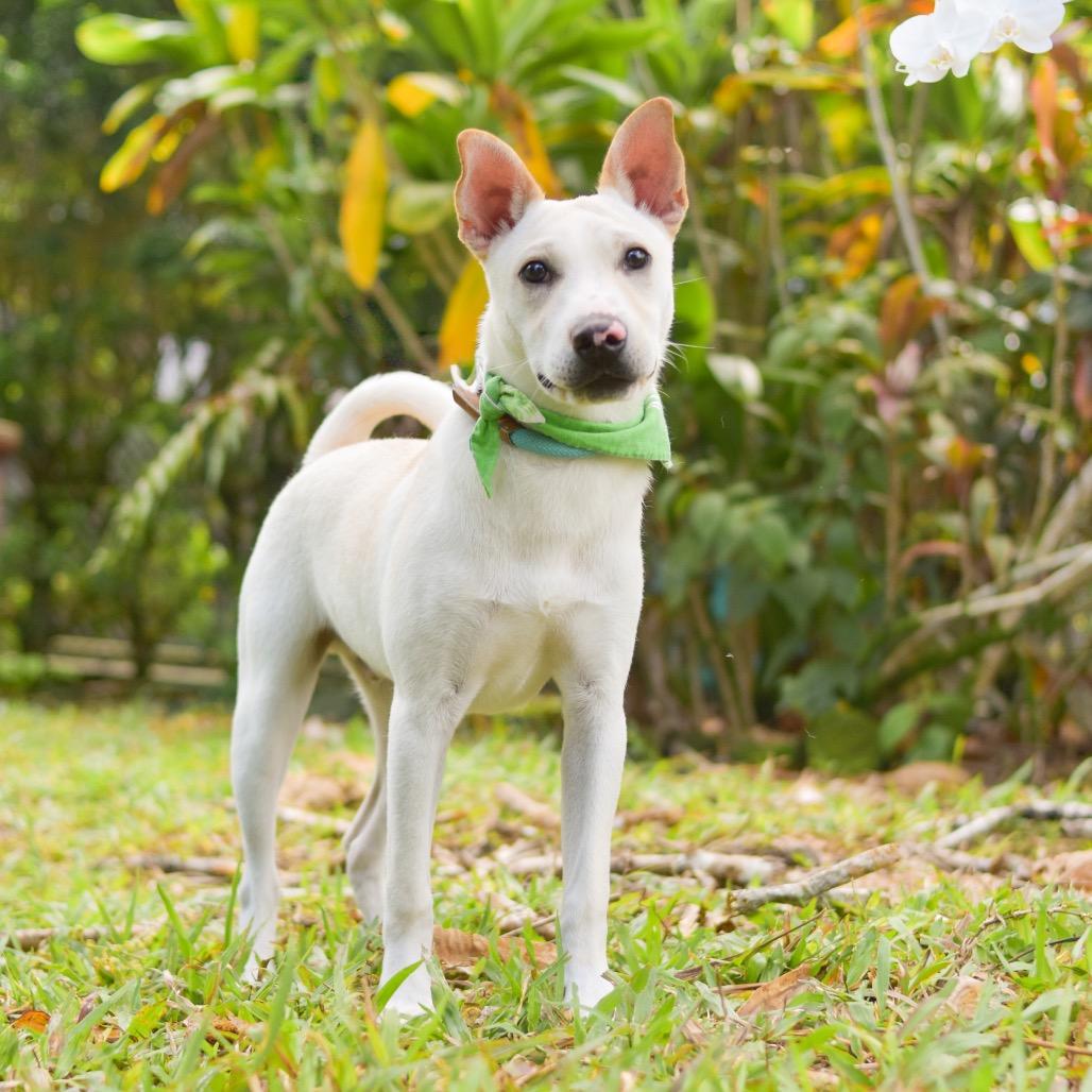 Enlarge Yoshi, a Adoptable Mixed Breed in Kailua Kona, HI image 3/6
