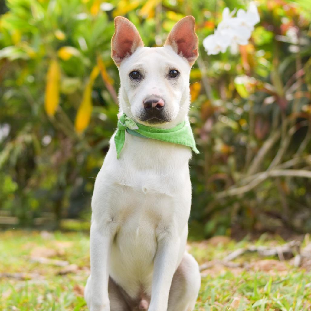 Enlarge Yoshi, a Adoptable Mixed Breed in Kailua Kona, HI image 4/6
