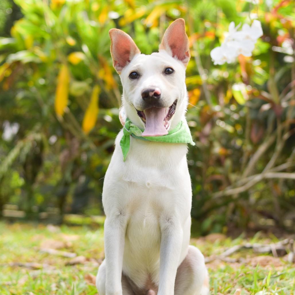 Enlarge Yoshi, a Adoptable Mixed Breed in Kailua Kona, HI image 5/6
