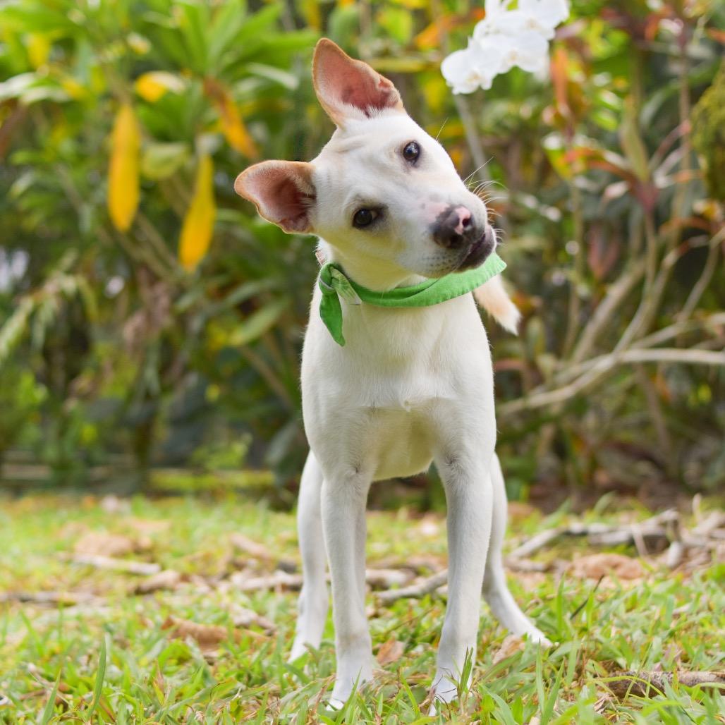 Enlarge Yoshi, a Adoptable Mixed Breed in Kailua Kona, HI image 6/6