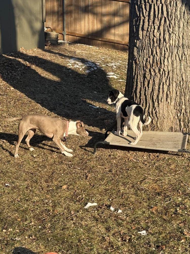 Mini Me, a Adoptable mixed breed in Waunakee, WI image 1/6