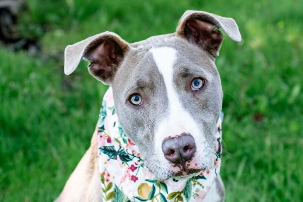 Mini Me, Adoptable, Puppy Female Mixed Breed.