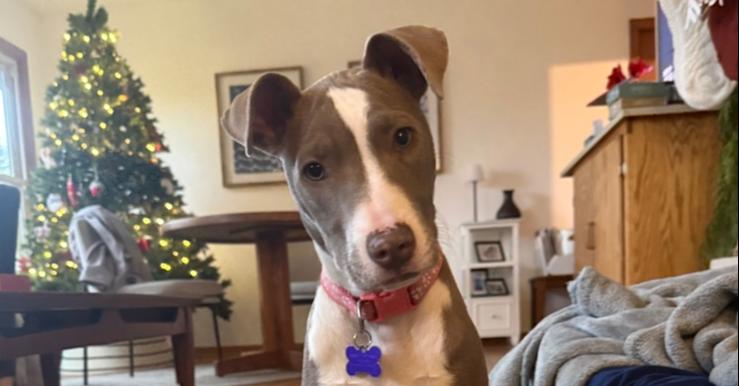 Mini Me, Adoptable, Puppy Female Greyhound.