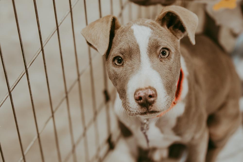 Enlarge Mini Me, a Adoptable mixed breed in Waunakee, WI image 2/6