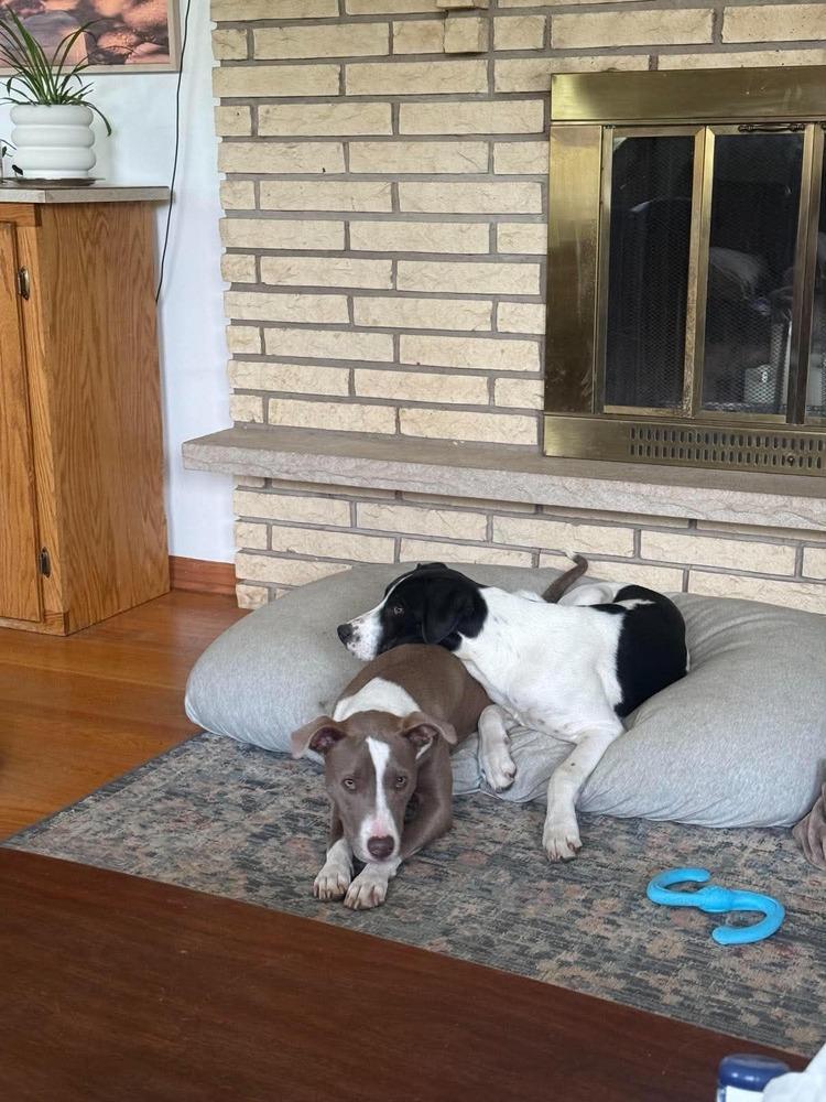 Enlarge Mini Me, a Adoptable mixed breed in Waunakee, WI image 2/6