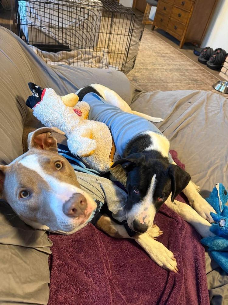 Enlarge Mini Me, a Adoptable mixed breed in Waunakee, WI image 3/6