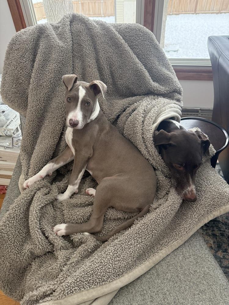 Enlarge Mini Me, a Adoptable mixed breed in Waunakee, WI image 3/6