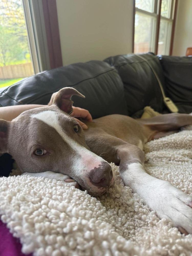 Enlarge Mini Me, a Adoptable mixed breed in Waunakee, WI image 4/6