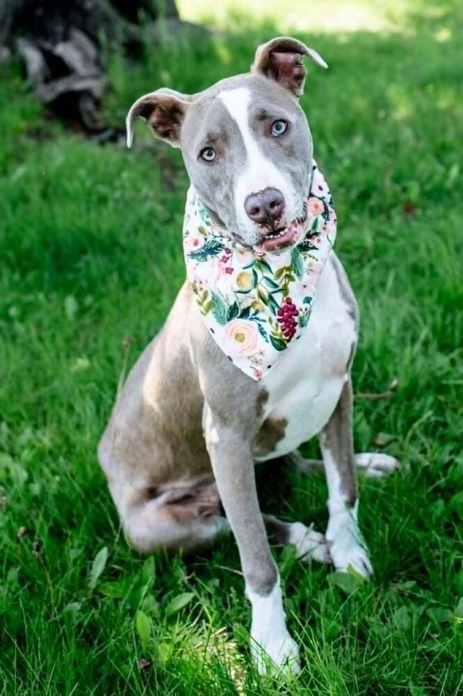 Mini Me, a Adoptable mixed breed in Waunakee, WI image 4/6