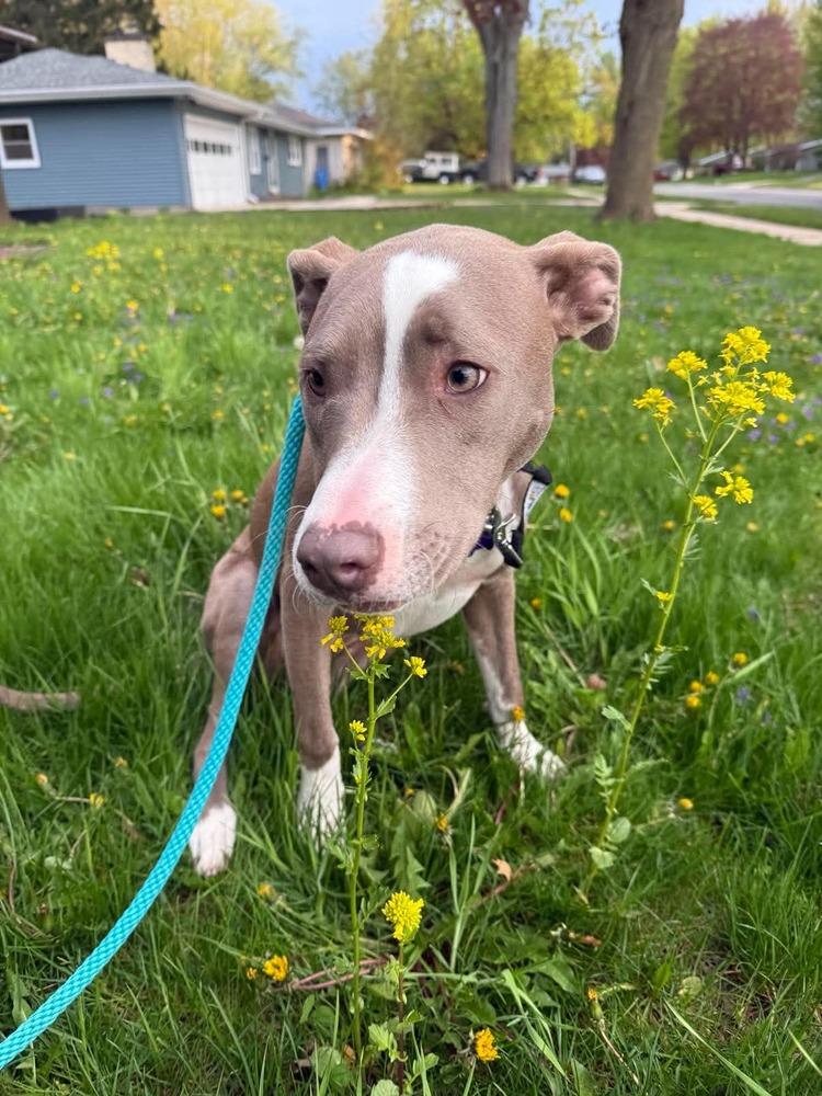 Enlarge Mini Me, a Adoptable mixed breed in Waunakee, WI image 5/6