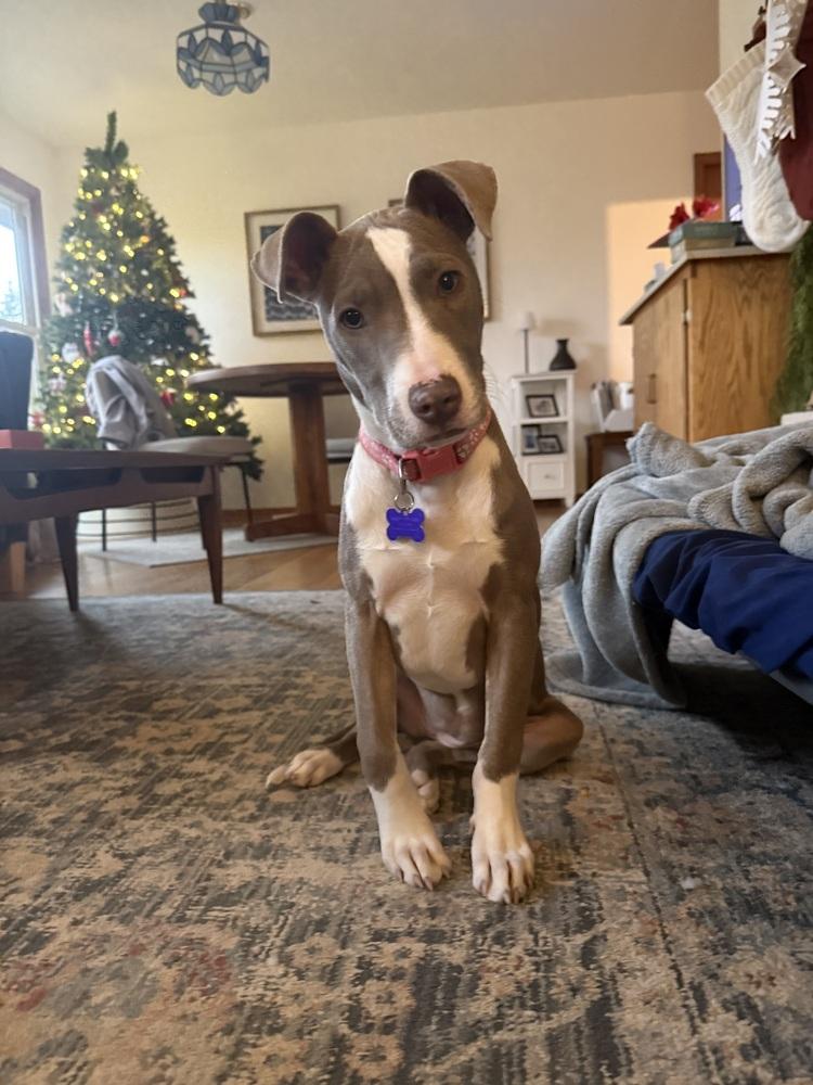 Enlarge Mini Me, a Adoptable mixed breed in Waunakee, WI image 4/6