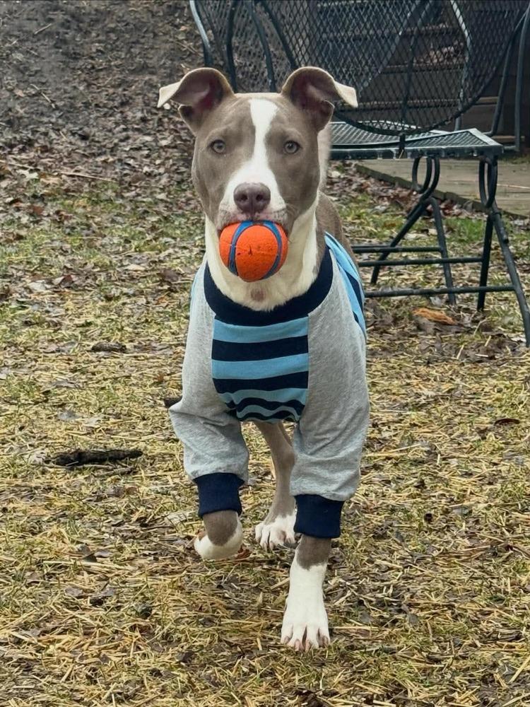 Enlarge Mini Me, a Adoptable mixed breed in Waunakee, WI image 6/6