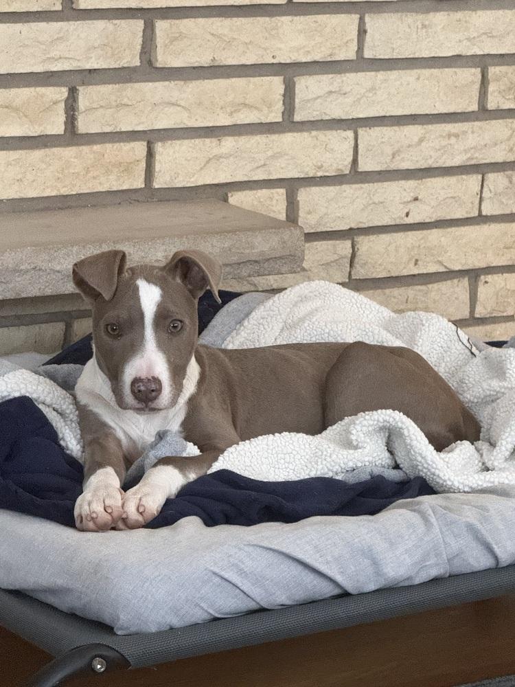 Enlarge Mini Me, a Adoptable mixed breed in Waunakee, WI image 5/6