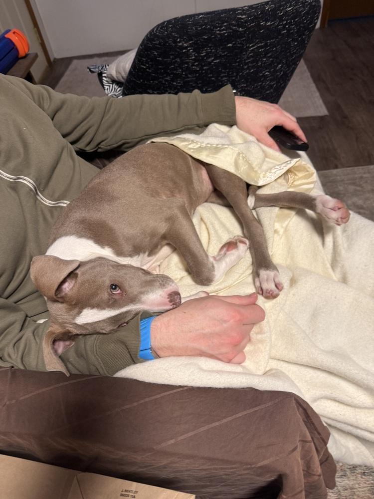 Enlarge Mini Me, a Adoptable mixed breed in Waunakee, WI image 6/6