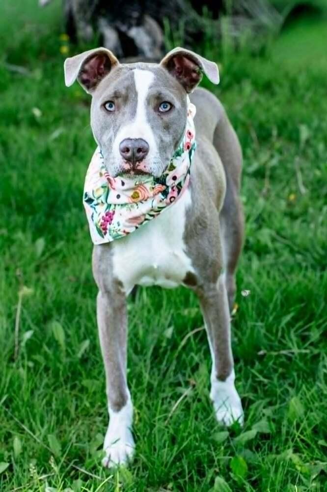 Mini Me, a Adoptable mixed breed in Waunakee, WI image 6/6