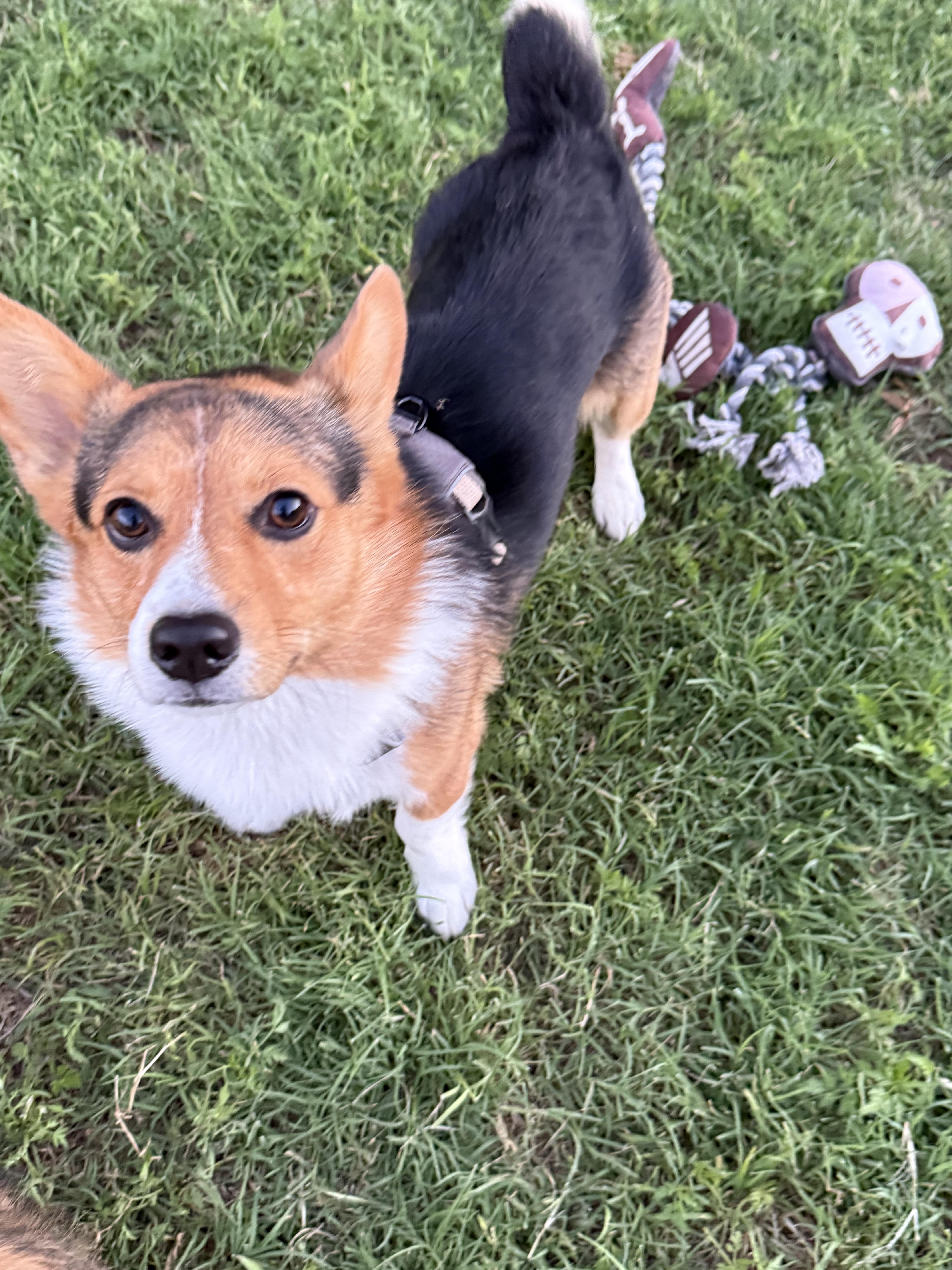 Rafa/Rocky, a Adopted Pembroke Welsh Corgi in Arlington, TX image 1/3