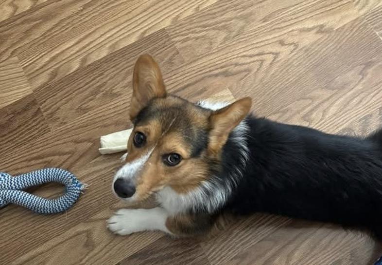 Rafa/Rocky, a Adopted Pembroke Welsh Corgi in Arlington, TX image 2/3