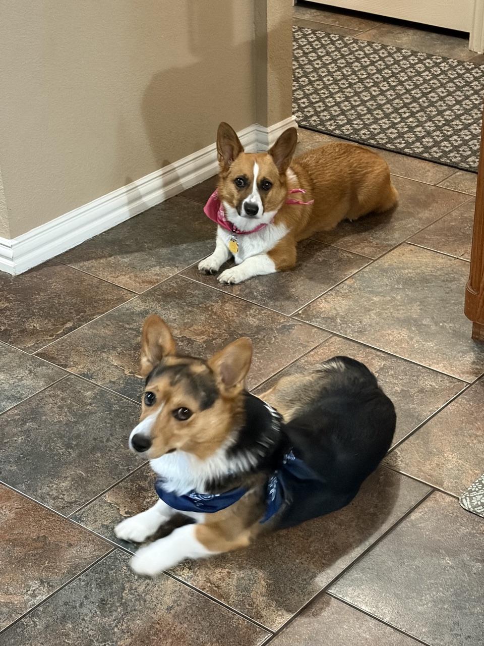 Rafa/Rocky, a Adopted Pembroke Welsh Corgi in Arlington, TX image 3/3