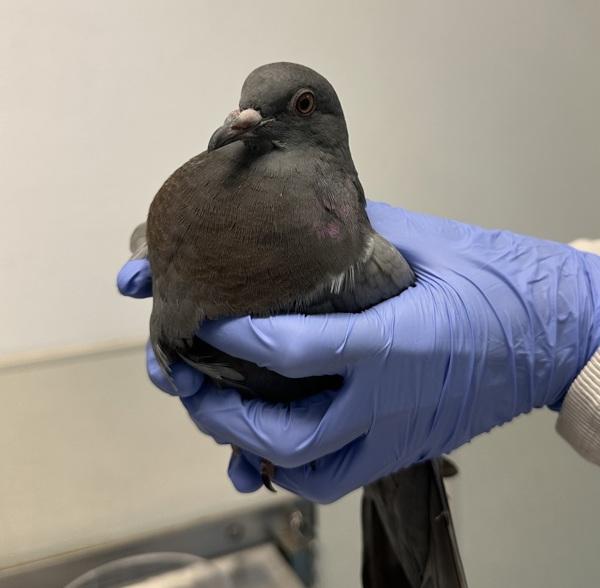 Trinket, Adoptable, Young Unknown Pigeon.