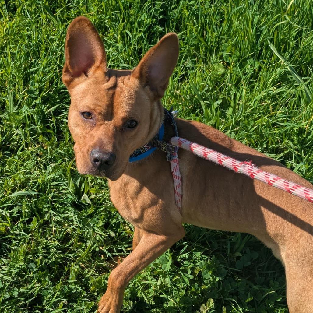Cedric, Adoptable, Young Male French Bulldog & Mixed Breed.