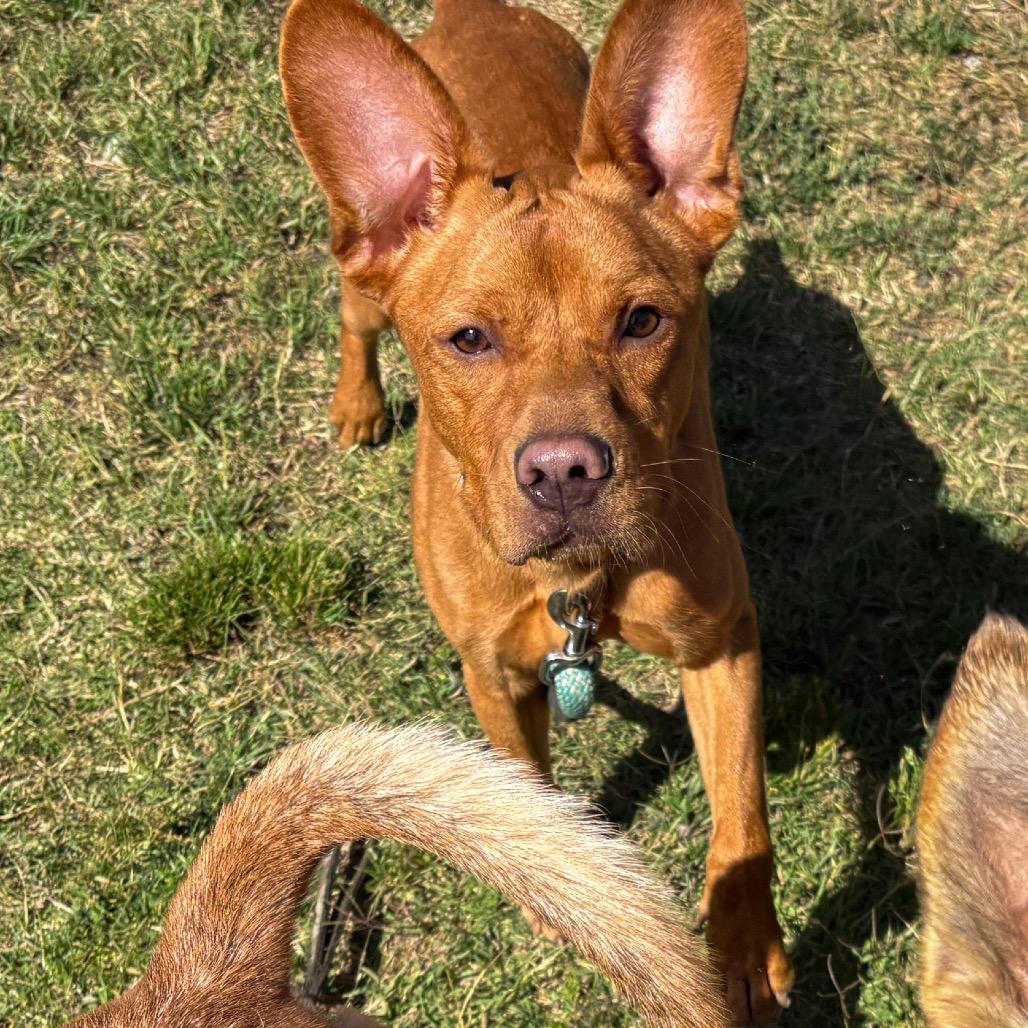 Cedric, a Adoptable mixed breed in San Jacinto, CA image 2/6