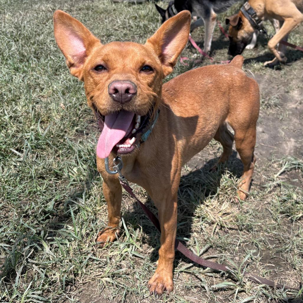 Enlarge Cedric, a Adoptable mixed breed in San Jacinto, CA image 2/6