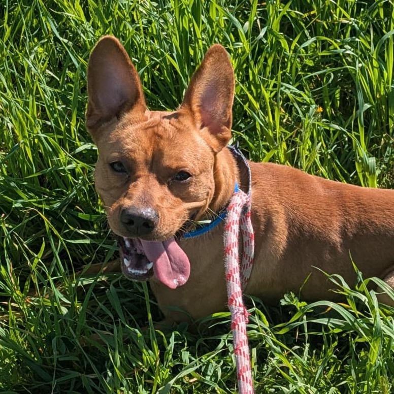 Cedric, a Adoptable mixed breed in San Jacinto, CA image 3/6