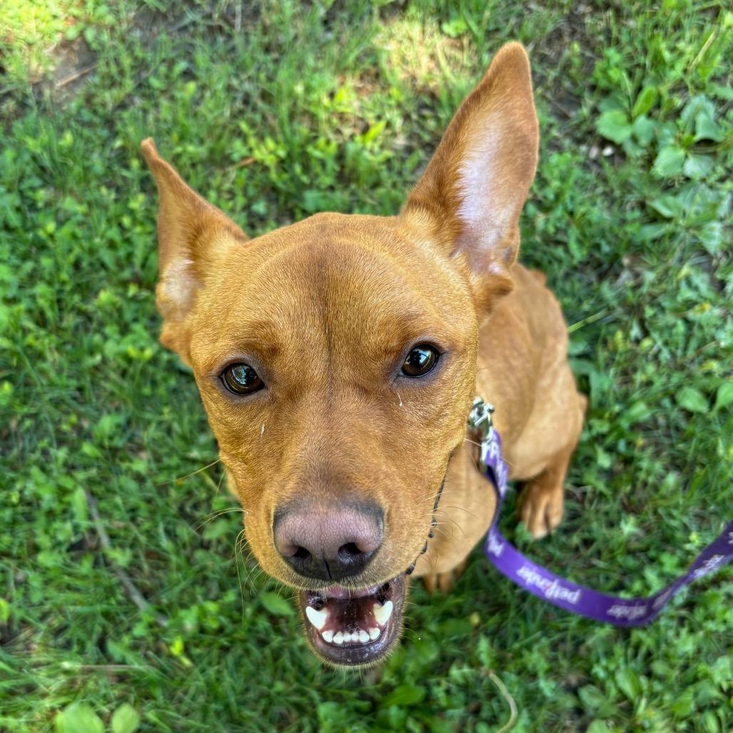 Cedric, a Adoptable mixed breed in San Jacinto, CA image 3/6