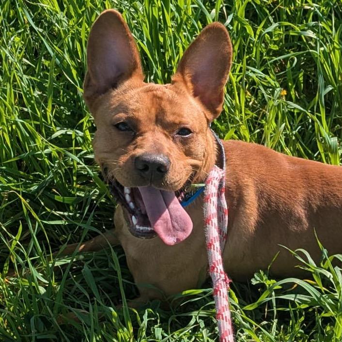 Cedric, a Adoptable mixed breed in San Jacinto, CA image 4/6