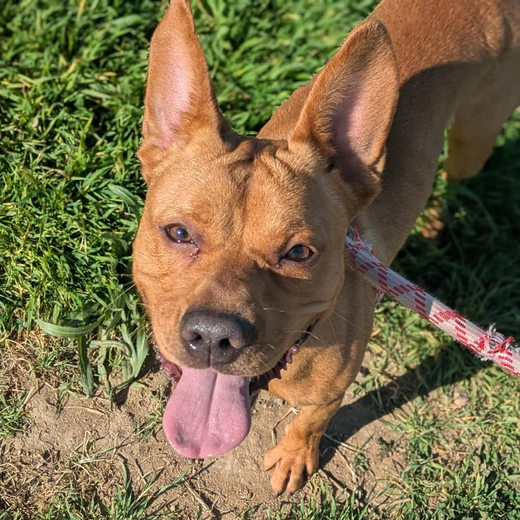 Cedric, a Adoptable mixed breed in San Jacinto, CA image 5/6