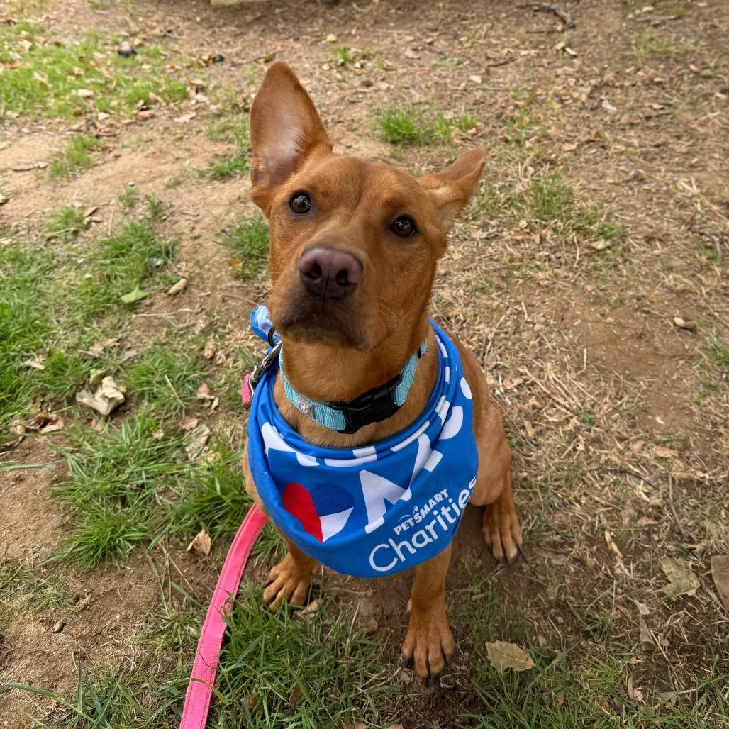 Cedric, a Adoptable mixed breed in San Jacinto, CA image 6/6
