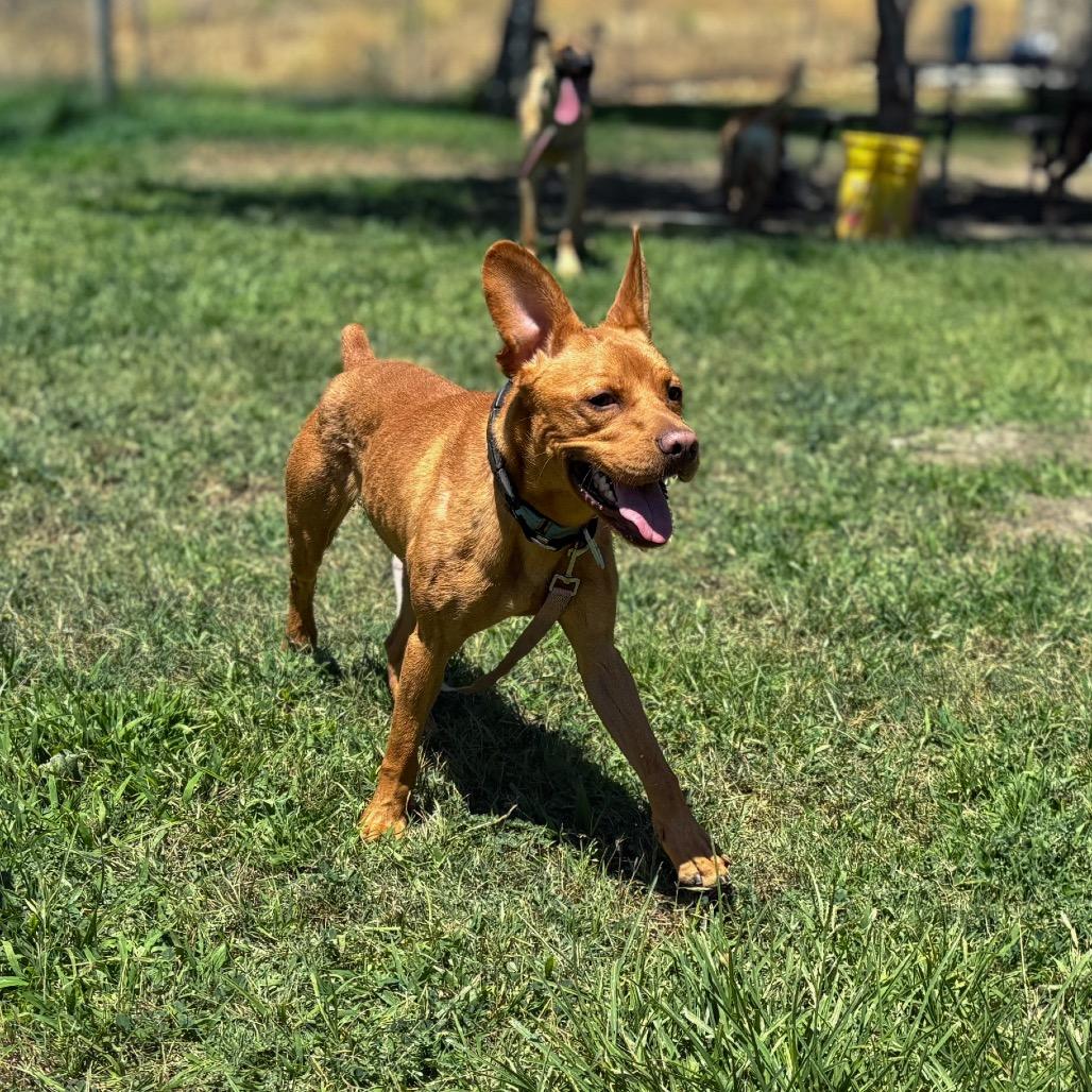 Enlarge Cedric, a Adoptable mixed breed in San Jacinto, CA image 6/6