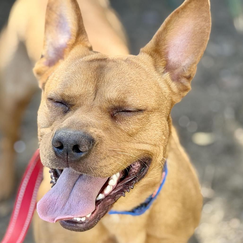 Cedric, a Adoptable mixed breed in San Jacinto, CA image 6/6
