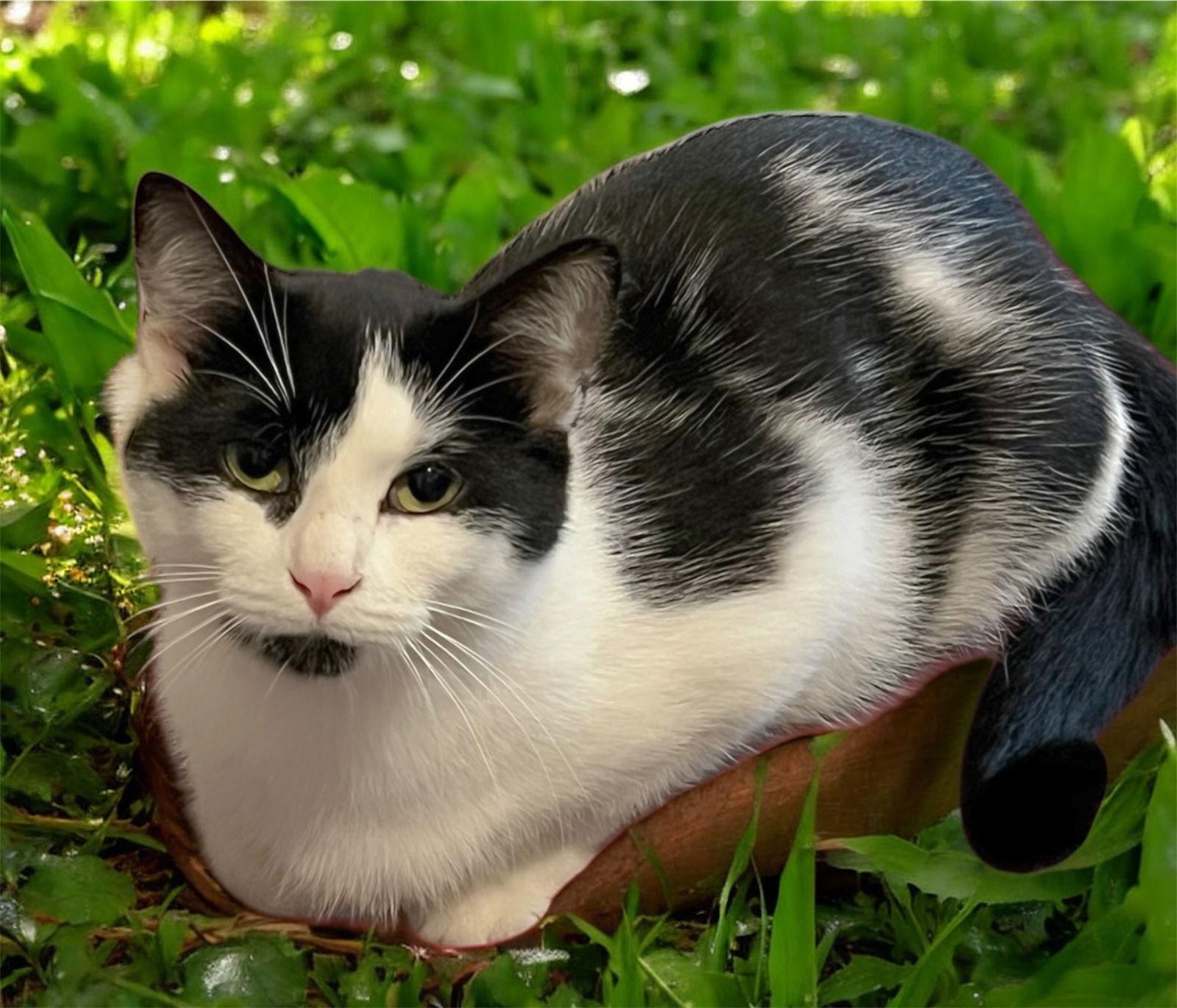 Enlarge NALA, a Adoptable Domestic Short Hair in Franklin, TN image 1/3