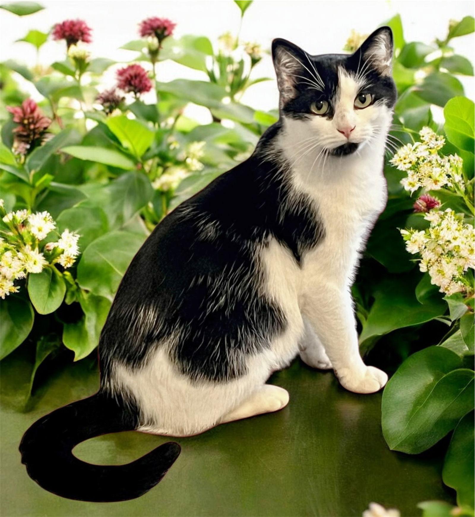 Enlarge NALA, a Adoptable Domestic Short Hair in Franklin, TN image 3/3