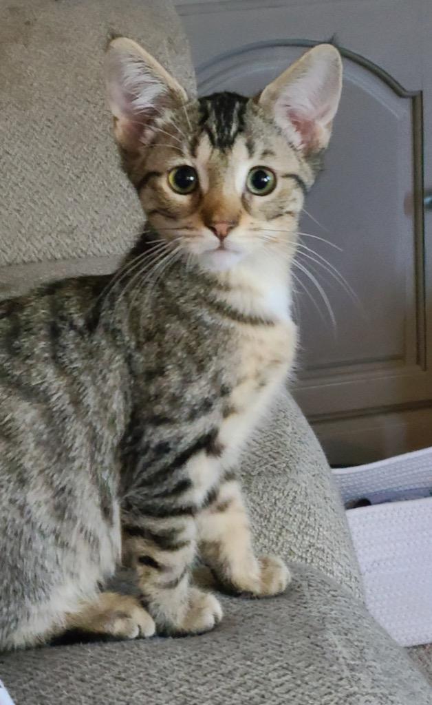 Toulouse, Adoptable, Adult Male Domestic Short Hair.