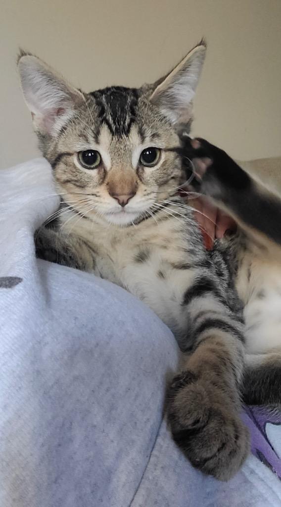 Enlarge Toulouse, a Adoptable mixed breed in Hampton, VA image 1/3