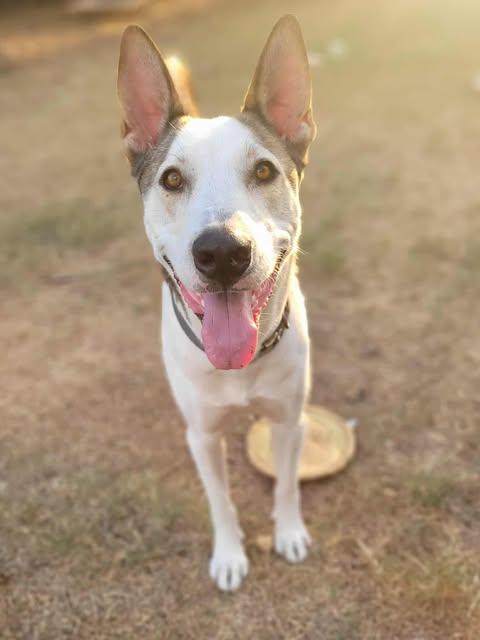 Kentucky, a Adoptable mixed breed in Asheville, NC image 3/6