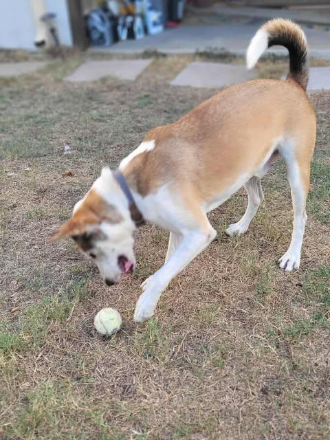 Kentucky, a Adoptable mixed breed in Asheville, NC image 5/6