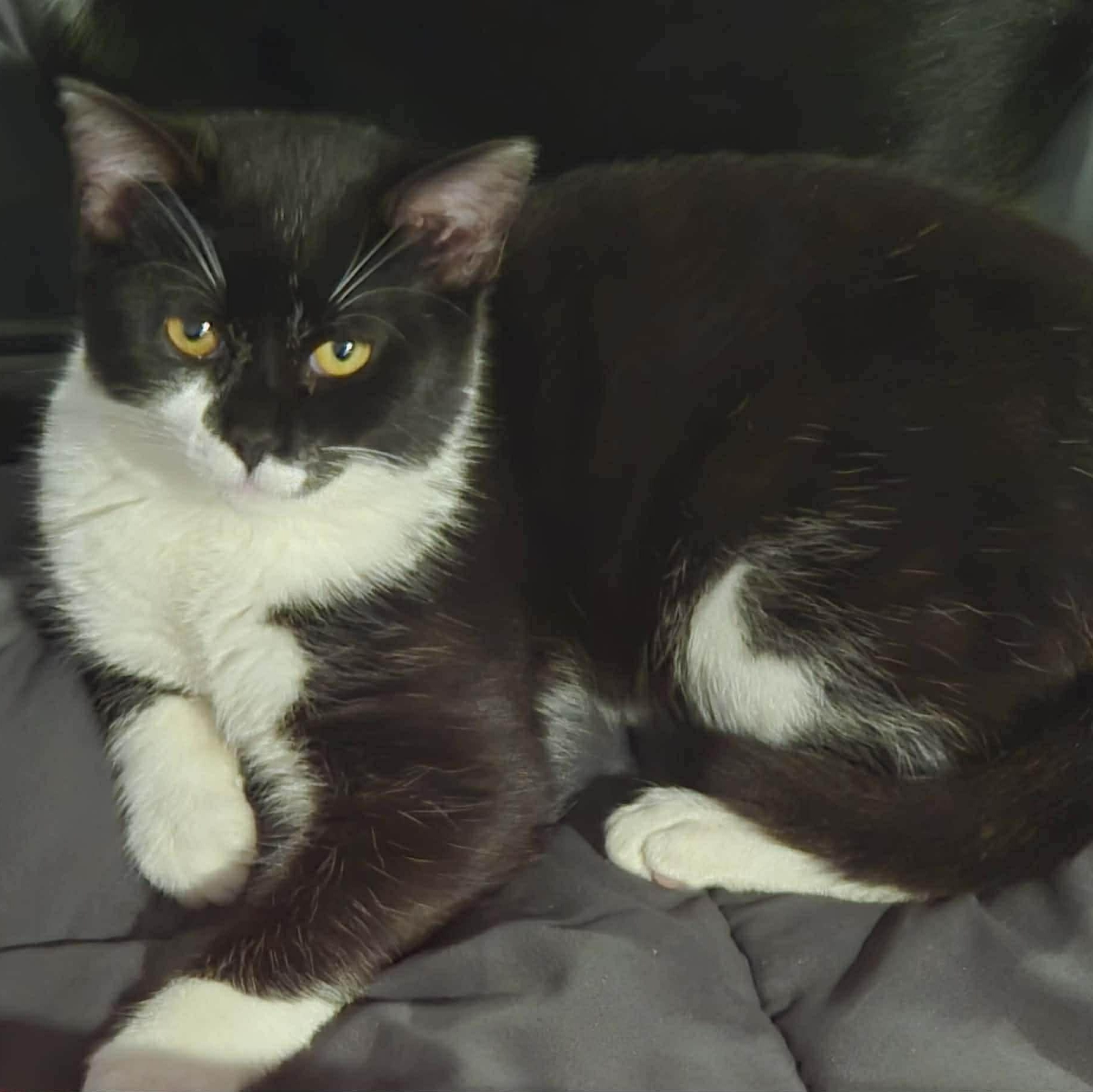 Enlarge HARLEY 2, an adopted Domestic Short Hair in Tillsonburg, ON image 1/5