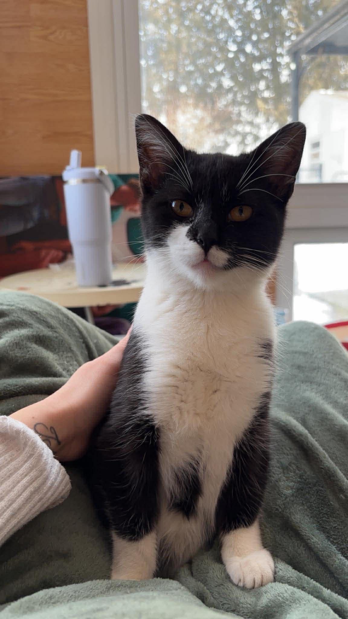 Enlarge HARLEY 2, an adopted Domestic Short Hair in Tillsonburg, ON image 2/5