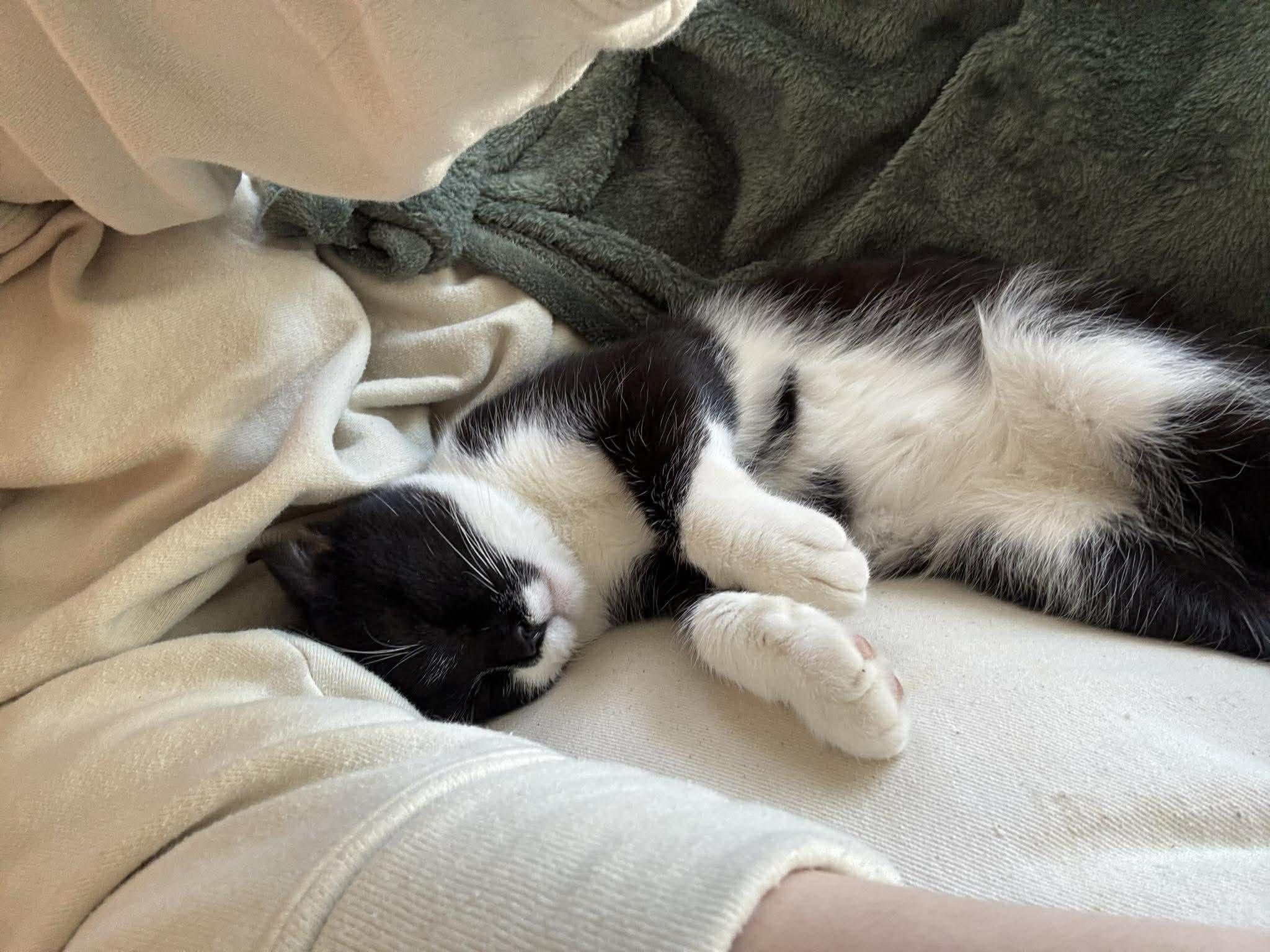 Enlarge HARLEY 2, an adopted Domestic Short Hair in Tillsonburg, ON image 3/5