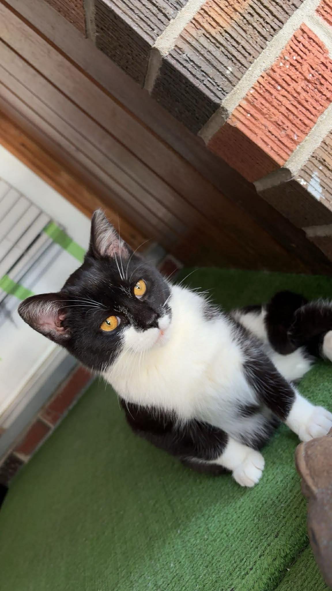 Enlarge HARLEY 2, an adopted Domestic Short Hair in Tillsonburg, ON image 4/5